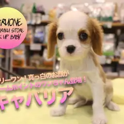 【キャバリア・キング・チャールズ・スパニエル】オンリーワン!真っ白のお顔がチャームポイントのキャバちゃん登場!:マルワン白楽店子犬情報(横浜市)No.11563