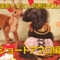 【トイ・プードルのカット】「ショートアフロ」のカットスタイル!:マルワン白楽店トリミング通信VOL.15