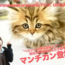 【王子様系マンチカン】ペルシャの様な容姿とスペシャルな短足の超特徴的な王子様♥:ペットショップマルワン大倉山店(横浜市)|子猫情報No.6130695
