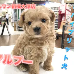 【MIX犬マルプー】マルチーズとトイ・プードルのハイブリット犬♪お手入れ方法もご紹介!:マルワン相模大塚店(神奈川県大和市のペットショップ)|子犬情報No.814462