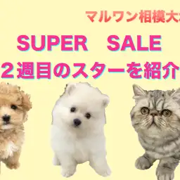 【相模大塚店今週の注目わんにゃん！】スーパーセール2週目突入！「マルプー」「フテニャン」「タヌキポメ」今週の注目わんにゃんをご紹介♪：ペットショップマルワン相模大塚店（神奈川県大和市）子犬＆子猫情報！