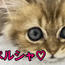 【黄金ペルシャ】別名「猫の中の王様」と呼ばれる美し過ぎる容姿とゴージャスな被毛!：ペットショップマルワン大倉山店（横浜市）｜子猫情報！No.6130700
