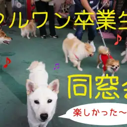 【新企画！6/23大倉山店同窓会】総勢28頭のわんこ卒業生が集まった初の同窓会の報告レポート!!：マルワン大倉山店（横浜市港北区）同窓会CHAPTER-1