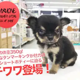 【スモールチワワ】驚異の体重350g!独特なタンマーキングが魅力の極小ショートボディーに迫る！：ペットショップマルワン鎌ヶ谷店（千葉県鎌ケ谷市）子犬情報！No.117155