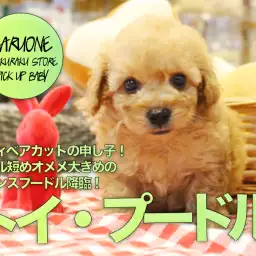 【小さめトイ・プードル】テディベアカットの申し子!マズル短めオメメ大きめのプリンスプードル降臨!:ペットショップマルワン白楽店(横浜市)|子犬情報!No.11568