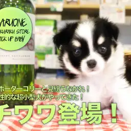 【チワワ】ボーダーコリーと見紛うなかれ！知性的な超小型犬がやってきた！：ペットショップマルワン白楽店（横浜市）│子犬情報No.11571