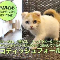 【スコティッシュフォールド】『青い目』『垂れ耳』『レッドタビー&ホワイト』のスペシャルキャットはどのように成長しているのか!:マルワン白楽店(横浜市)子猫情報|No.11555