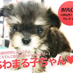 【小さめチワマル★MIX★】少女漫画の世界にようこそ！見どころてんこ盛りのスペシャルベイビー！：ペットショップマルワン鎌ヶ谷店（千葉県鎌ケ谷市）｜子犬情報！No.117157
