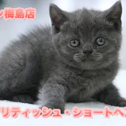 【ブリティッシュ・ショートヘア】高級感漂う深いブルーの被毛はアメジスト級!都内イチの二重アゴがたまらない♥:ペットショップマルワン梅島店(東京都足立区)子猫情No.119108