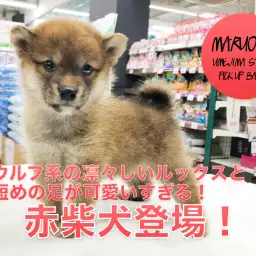 【ミニ柴犬】ウルフ系の凛々しいルックスと短めの足。更には難易度の高い奥義もクリア！：ペットショップマルワン梅島店（東京都足立区）｜子犬情報！No.119121