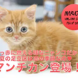 【マンチカン】真っ赤に燃える様なニャンコだから初夏の足立区は恋の季節なの♥：ペットショップマルワン梅島店（東京都足立区）子猫情報！NO. 119114