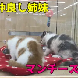 【マンチカン姉妹】セクシーアイラインの姉&ド短足の妹の最強に可愛い姉妹!通称マンチーズから目が離せない♥:ペットショップマルワン大倉山店(横浜市)|子猫情報!No.6130710&No.6130711