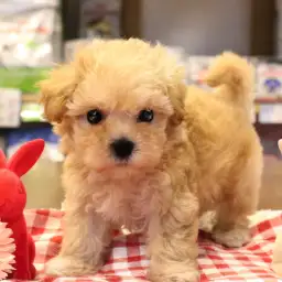 【MIX : マルチーズ × トイプードル】極甘!シュークリーム色の超絶キュートなマルプーちゃんがやってきた!:ペットショップマルワン白楽店(横浜市)│子犬情報!No.11578