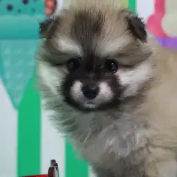 【 たぬき ポメラニアン 】『カールおじさん』のようなワイルドなパピーが登場!!チャームポイントは黒いおヒゲ!!!:ペットショップマルワン白楽店(横浜市)│子犬情報No.11582