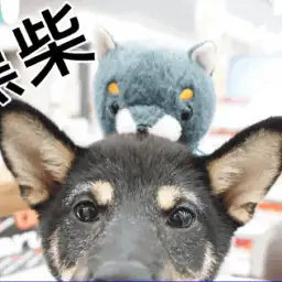 【 黒柴犬 】フレンドトレーニングで最強の社交性を手に入れた秀才黒柴ちゃん！：ペットショップマルワン大倉山店（横浜市港北区）｜子犬情報！No.6130686