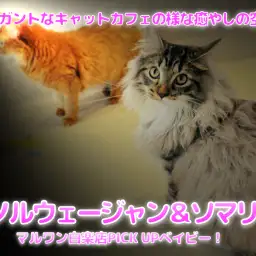 【 ノルウェージャン & ソマリ の世界】エレガントなキャットカフェの様な癒やしの空間♡:マルワン白楽店ペットショップ(横浜市)│子猫情報No,11560&11543