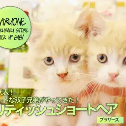 【ブリティッシュショートヘア】丸顔代表!キュートな双子兄弟がやってきた!:ペットショップマルワン白楽店(横浜市)No.11572&11573