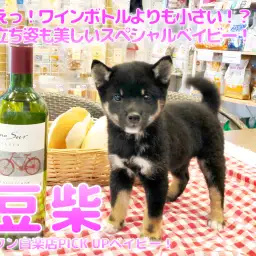 【 豆柴 】えっ!ワインボトルよりも小さい!?立ち姿も美しいスペシャルベイビー!:ペットショップマルワン白楽店(横浜市)│子犬情報No.11579