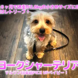【 ヨークシャーテリア 】生後8ヶ月で体重が2.8kgの小さめサイズに成長!!特技はレトリーブ!ヨーキー王子のセカンドインプレ!マルワン白楽店(横浜市)ペットショップ│子犬情報No.11540