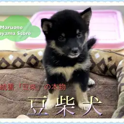 【黒豆柴】早い者勝ち！血統書「豆柴」の正真正銘「豆柴犬」登場！！：ペットショップ ペッツワン城山店｜子犬情報｜NO.118253（神奈川県相模原市）