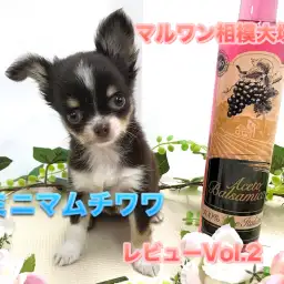 【 チョコタン チワワ 】生後70日で体重642g!毎日違った姿を見せてくれる♪小さな超美形アイドルのセカンドインプレ！：ペットショップマルワン相模大塚店(大和市）｜仔犬情報No.814471