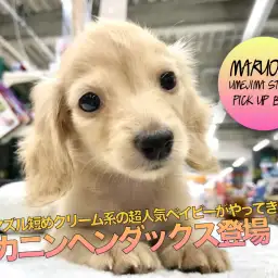 【カニンヘン・ダックスフント】マズル短めクリーム系の超人気ベイビーがやってきた！：ペットショップマルワン梅島店（東京都足立区）｜オススメ子犬情報No.119123