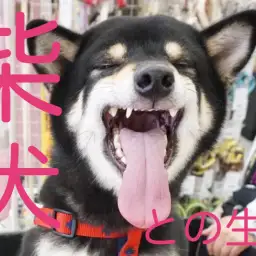 【 解説!柴犬との生活特集 】柴犬のお散歩時間は?シャンプー頻度は?生活環境はどうすればいい?に柴犬マニアが答えます!
