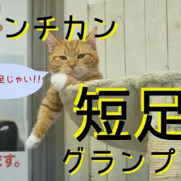 【マンチカン特集♥】楽しい短足生活はいかが?マンチカン大集合につき短足グランプリやっちゃいました!: ペットショップマルワン大倉山店特集ブログ!