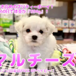 【 小さめ マルチーズ 】耳付き高めのプリティーボーイ!生後60日で体重が『594g』! ペットショップ マルワン白楽店(横浜市) 子犬情報 No.11584