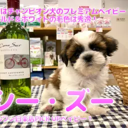 【 シーズー 】パパはチャンピオン犬のプレミアムベイビー!!ゴールド&ホワイトの毛色は秀逸!: ペットショップ マルワン白楽店( 横浜市 )│子犬情報No.11583