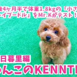 【 わんこの検定Vol.2 】生後4ヶ月半で体重1.8kgの「小さな天才トイプードル」をMr.Kがテスト！ ペットショップ マルワン東日暮里店編