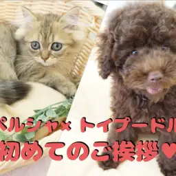 【多頭プロジェクト】見れば納得!ワンコもにゃんこも仲良くなれる!ペルシャ×トイプードルで多頭コミュニケーション法をちょこっと公開!:ペットショップマルワン大倉山店(横浜市港北区)|No.6130700&No.6130705
