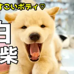 【どすこい系の白柴 】むちむちどすこいボディの白柴君♥インスタ映え・ロング散歩・アウトドアで楽しみ満載なスペシャルベイビー！ ペットショップ  マルワン大倉山店（ 横浜市 ） 子犬情報！No.6130734