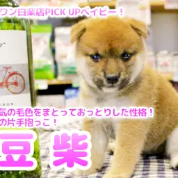 【 赤豆柴 】大人気の毛色をまとっておっとりした性格!片手抱っこが余裕の豆柴ちゃん登場!!No.11587