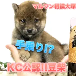 【 豆柴 】今がチャンスです!生後53日で758g!超小型犬が仲間入り♪手乗りサイズ希少ベイビー! 相模大塚店No.814485