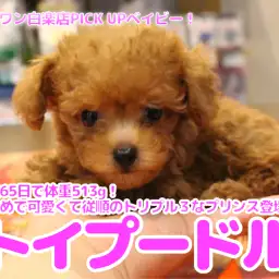 【 トイ・プードル 】生後65日で体重513g！小さめ・可愛い・従順のトリプルワンダフルなプリンス登場！白楽店No.11589