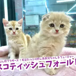 【 スコティッシュ・フォールド 兄編 】甘えん坊ブラザーズ！毛量たっぷり癒し系お兄ちゃんをフューチャー♪鎌ヶ谷店No.117171