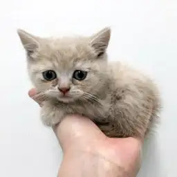 ブリティッシュショートヘア