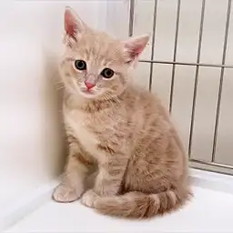 アメリカンショートヘア