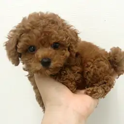 トイ・プードル