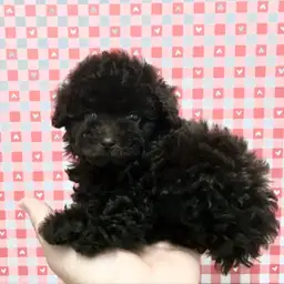 トイ・プードル