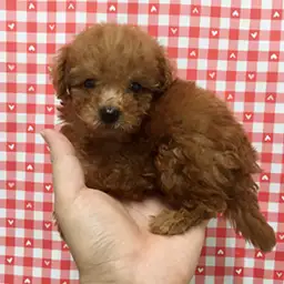 トイ・プードル
