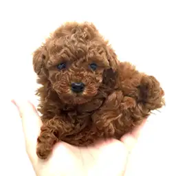 トイ・プードル