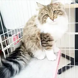 ノルウェージャンフォレストキャット