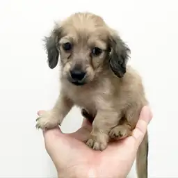 カニンヘン・ダックスフント