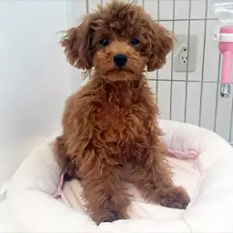 トイ・プードル