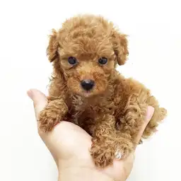 トイ・プードル
