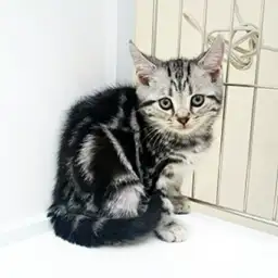 アメリカンショートヘア