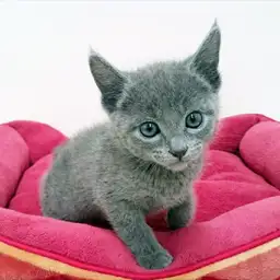 ロシアンブルー