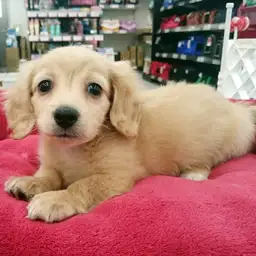 カニンヘン・ダックスフント